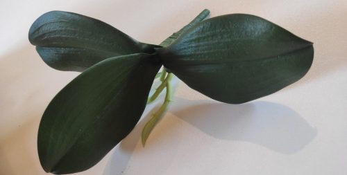 Orchidea levél