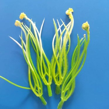 Zöld-fehér liliom virágközép - virágporos 