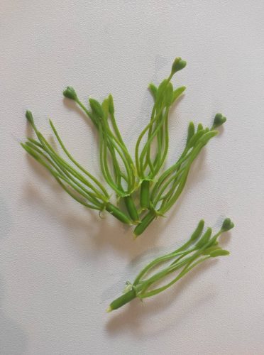 Zöld virágközép - 6,5 cm